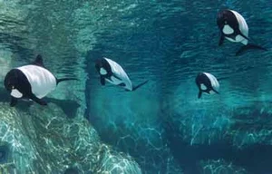 Meet Commerson's Dolphin: The Rare Panda Dolphin of the Ocean - image 2