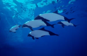 Meet Commerson's Dolphin: The Rare Panda Dolphin of the Ocean - image 0