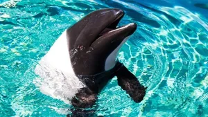 Meet Commerson's Dolphin: The Rare Panda Dolphin of the Ocean - image 5