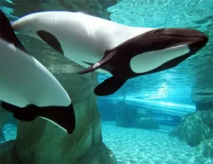 Meet Commerson's Dolphin: The Rare Panda Dolphin of the Ocean - image 3