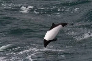 Meet Commerson's Dolphin: The Rare Panda Dolphin of the Ocean - image 4