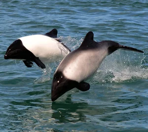 Meet Commerson's Dolphin: The Rare Panda Dolphin of the Ocean - image 1