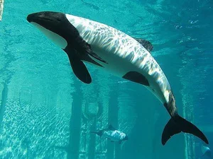 Meet Commerson's Dolphin: The Rare Panda Dolphin of the Ocean - image 7