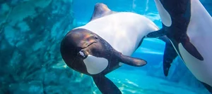 Meet Commerson's Dolphin: The Rare Panda Dolphin of the Ocean - image 6