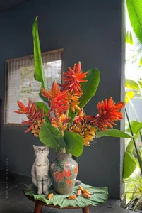 From Wild Forests to Urban Homes: The Rising Trend of Exotic Wild Plants - image 9