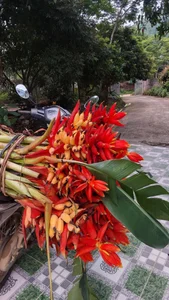From Wild Forests to Urban Homes: The Rising Trend of Exotic Wild Plants - image 5