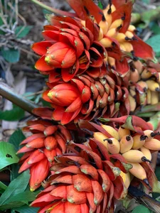 From Wild Forests to Urban Homes: The Rising Trend of Exotic Wild Plants - image 4