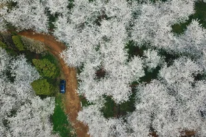Cherry Blossom Season in China: A Fairytale Landscape You Must See - image 5