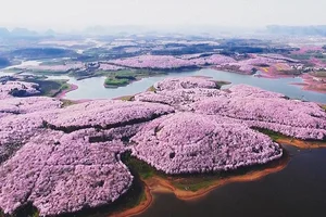 Cherry Blossom Season in China: A Fairytale Landscape You Must See - image 9