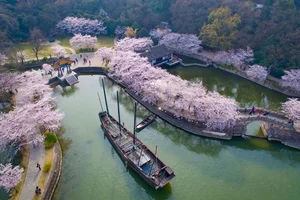 Cherry Blossom Season in China: A Fairytale Landscape You Must See - image 2