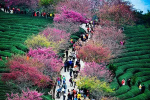 Cherry Blossom Season in China: A Fairytale Landscape You Must See - image 6