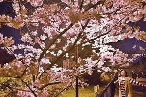 Cherry Blossom Season in China: A Fairytale Landscape You Must See - image 7