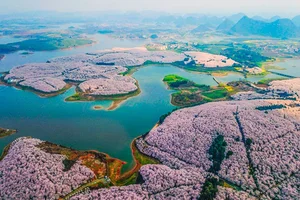 Cherry Blossom Season in China: A Fairytale Landscape You Must See - image 8
