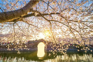Cherry Blossom Season in China: A Fairytale Landscape You Must See - image 4