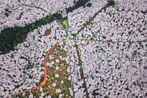 Cherry Blossom Season in China: A Fairytale Landscape You Must See - image 3