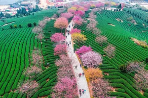 Cherry Blossom Season in China: A Fairytale Landscape You Must See - image 1