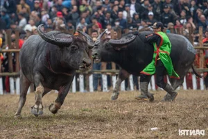 Dramatic Highlights from the 2025 Hai Luu Buffalo Fighting Festival in Vinh Phuc - image 4
