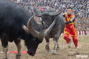 Dramatic Highlights from the 2025 Hai Luu Buffalo Fighting Festival in Vinh Phuc - image 0