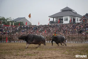 Dramatic Highlights from the 2025 Hai Luu Buffalo Fighting Festival in Vinh Phuc - image 6