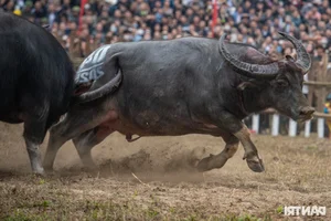 Dramatic Highlights from the 2025 Hai Luu Buffalo Fighting Festival in Vinh Phuc - image 2