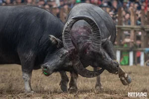 Dramatic Highlights from the 2025 Hai Luu Buffalo Fighting Festival in Vinh Phuc - image 7