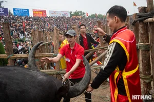 Dramatic Highlights from the 2025 Hai Luu Buffalo Fighting Festival in Vinh Phuc - image 8