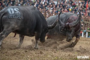 Dramatic Highlights from the 2025 Hai Luu Buffalo Fighting Festival in Vinh Phuc - image 13