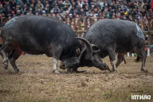 Dramatic Highlights from the 2025 Hai Luu Buffalo Fighting Festival in Vinh Phuc - image 10