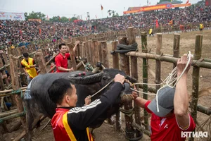Dramatic Highlights from the 2025 Hai Luu Buffalo Fighting Festival in Vinh Phuc - image 11
