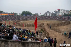 Dramatic Highlights from the 2025 Hai Luu Buffalo Fighting Festival in Vinh Phuc - image 5