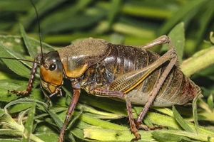 Nature's Dark Side: Fascinating Animals That Practice Cannibalism - image 7