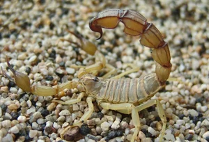 Nature's Dark Side: Fascinating Animals That Practice Cannibalism - image 4