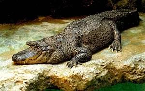 Nature's Dark Side: Fascinating Animals That Practice Cannibalism - image 3