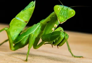 Nature's Dark Side: Fascinating Animals That Practice Cannibalism - image 1