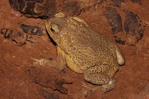 Nature's Dark Side: Fascinating Animals That Practice Cannibalism - image 9