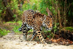 Nature's Dark Side: Fascinating Animals That Practice Cannibalism - image 11
