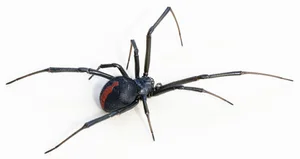 Nature's Dark Side: Fascinating Animals That Practice Cannibalism - image 0