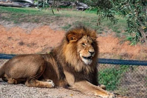 Nature's Dark Side: Fascinating Animals That Practice Cannibalism - image 6