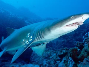 Nature's Dark Side: Fascinating Animals That Practice Cannibalism - image 10