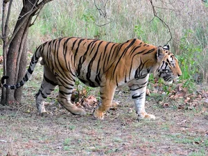 Nature's Dark Side: Fascinating Animals That Practice Cannibalism - image 2