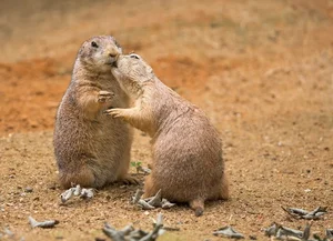 Nature's Dark Side: Fascinating Animals That Practice Cannibalism - image 5