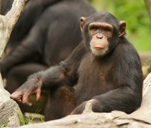 Nature's Dark Side: Fascinating Animals That Practice Cannibalism - image 8