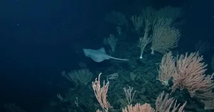 Deep-Sea Discovery: Thousands of Mysterious Eggs Found Near Underwater Volcano - image 0