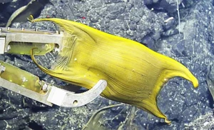 Deep-Sea Discovery: Thousands of Mysterious Eggs Found Near Underwater Volcano - image 5