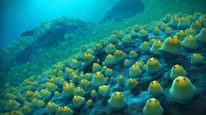 Deep-Sea Discovery: Thousands of Mysterious Eggs Found Near Underwater Volcano - image 6