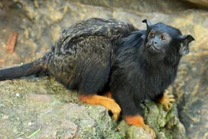 Why Do Japanese Macaque Mothers Sometimes Abandon Their Infants? Wildlife Behavior Explained - image 3