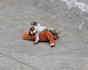 Why Do Japanese Macaque Mothers Sometimes Abandon Their Infants? Wildlife Behavior Explained - image 2