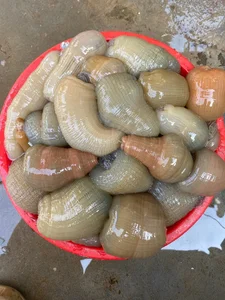 Dried Goby Fish: The Premium Vietnamese Delicacy Worth Every Penny - image 3