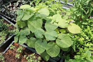 The Humble Wild Leaf That Turns Into a Goldmine in Two Months - image 7