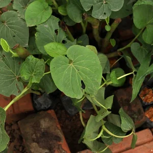 The Humble Wild Leaf That Turns Into a Goldmine in Two Months - image 3